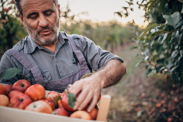 捡苹果的男人图片下载