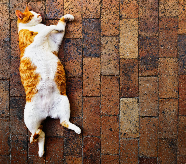 超级放松的胖姜和白猫躺在铺着砖的地上图片下载