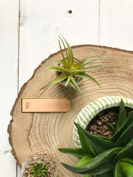 俯视图平坦铺设肉质植物图片下载