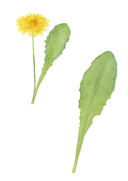 水彩野生黄花蒲公英图片下载