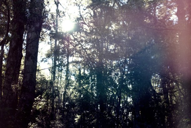 森林中的树木在极简主义单色风格图片下载