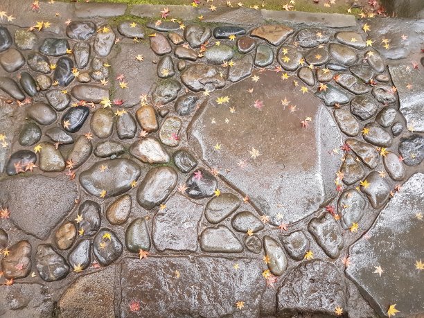 小路上的枫叶图片下载