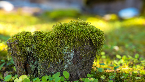 春季苔藓生长的近景照片，绿色的自然背景。图片下载
