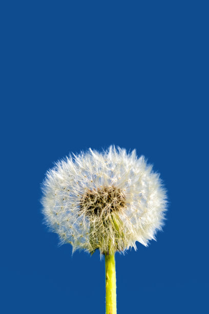 蒲公英花与经典的蓝色背景。图片下载