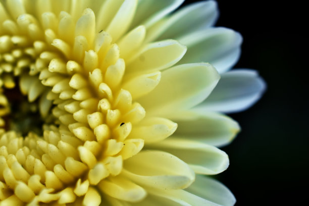 (菊花)chandramallika花与黑色背景图片下载