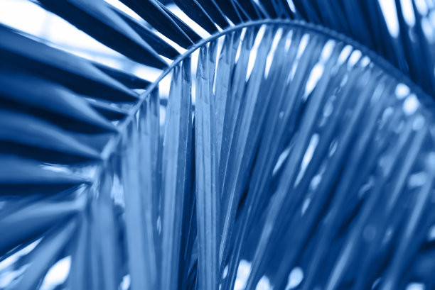 棕叶，蓝色，热带背景图片下载