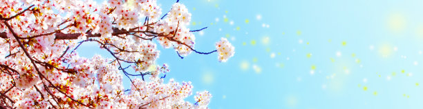 美丽的樱花在春天的时候，蓝色的天空闪烁着。樱花盛开。图片下载