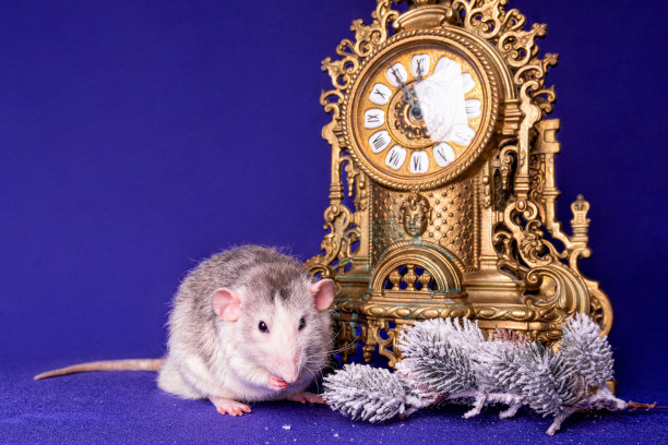 一个可爱的老鼠dumbo与一个时钟在蓝色的背景。图片下载
