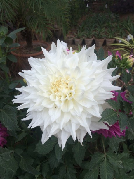 白色的花图片下载