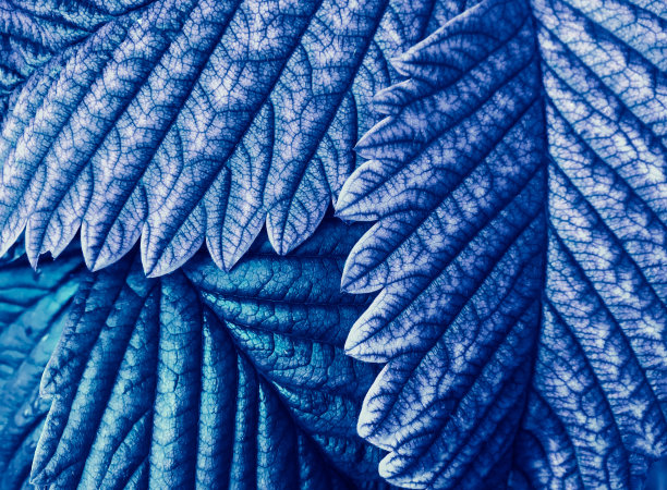 海军蓝草莓叶子特写纹理。野草莓的叶子。经典的蓝色背景图片下载