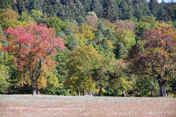 在森林的边缘，果树披上了秋色图片下载