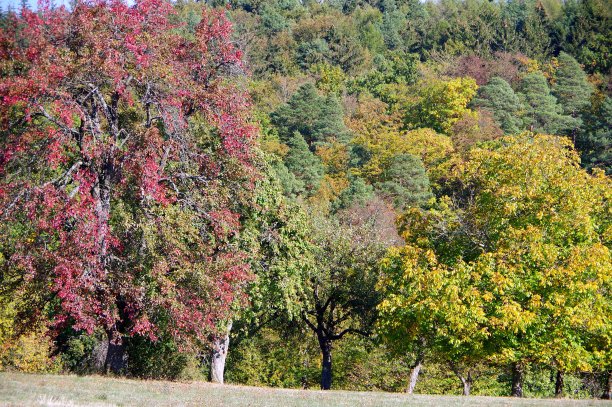 在森林的边缘，果树披上了秋色图片下载