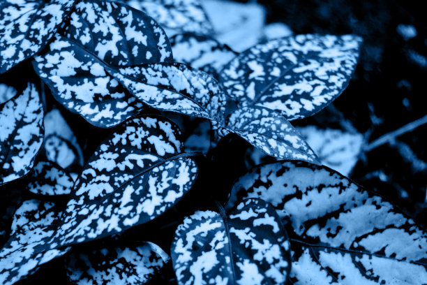 浓密的花的斑点叶子都是经典的蓝色图片下载