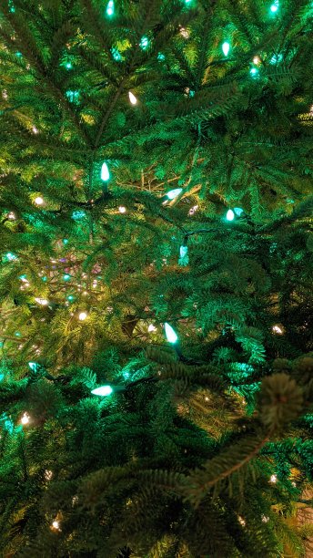 杉木中的灯光(图8)图片下载