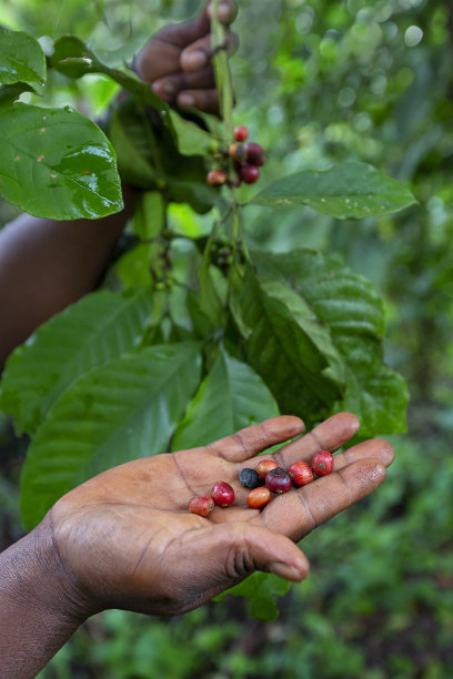 咖啡豆，乌干达，非洲图片下载