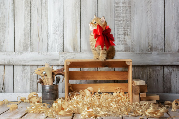 可爱的小猫在木屑中玩耍图片下载