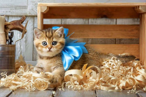 可爱的小猫在木屑中玩耍图片下载