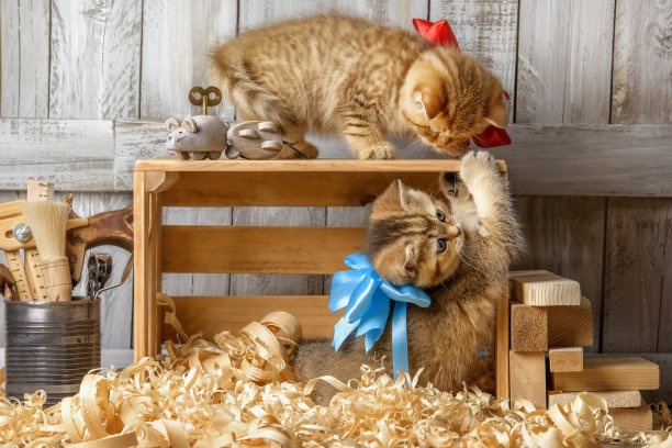 可爱的小猫在木屑里玩耍图片下载