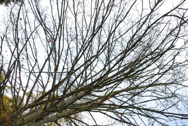 秋日，布鲁塞尔树林里的一棵光秃秃的树图片下载