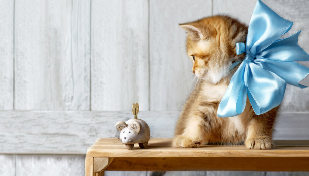 可爱的小猫在玩机械发条老鼠图片下载