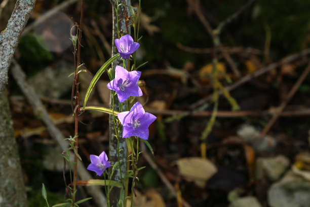 美丽的蓝铃花在草地上图片下载