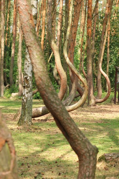 波兰弯曲的森林，树木奇形怪状。图片下载