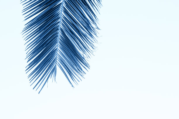 一个棕枝的特写图片下载