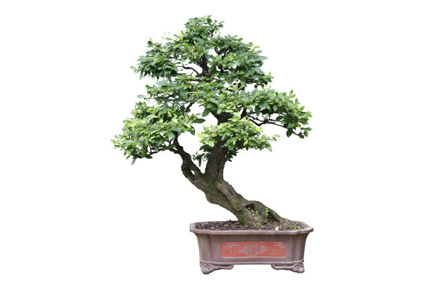 中国园林盆景艺术图片下载