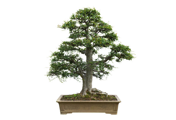 中国园林盆景艺术图片下载