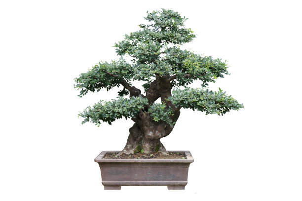 中国园林盆景艺术图片下载