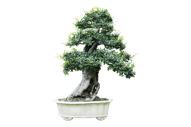 中国园林盆景艺术图片下载