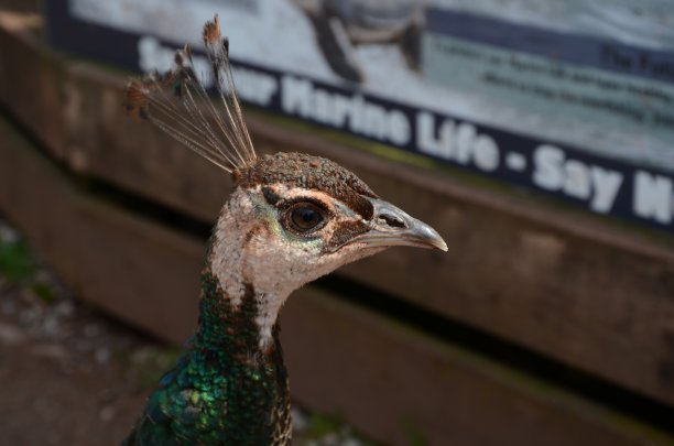 英格兰湖区野生动物绿洲中的孔雀图片下载