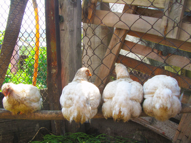 农场里的鸡图片下载