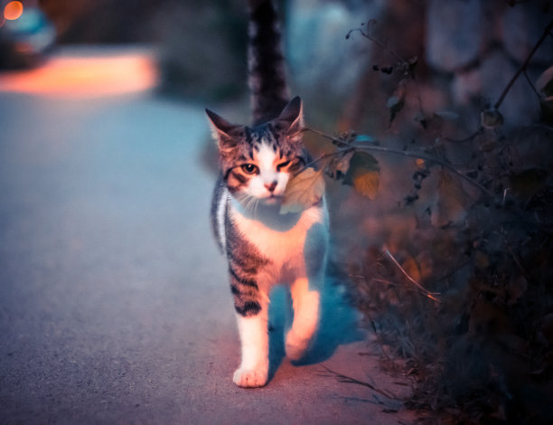 顽皮的白色棕色的猫快乐地跑向相机在晚上在村庄的草地上的道路图片下载