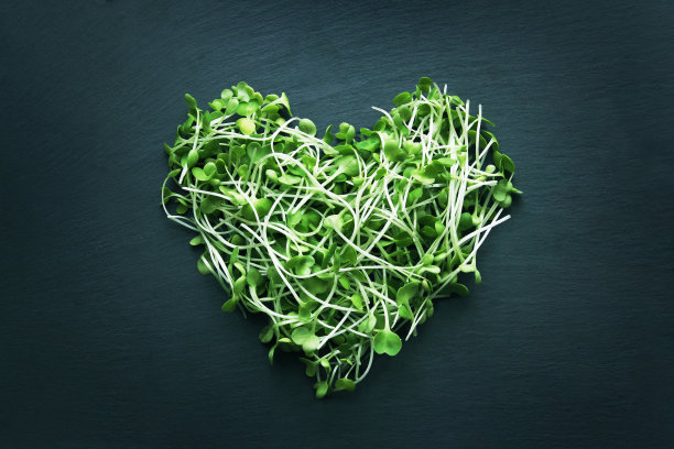 芝麻菜在深蓝色的背景下以心形的形状发芽。健康饮食微绿色概念图片下载