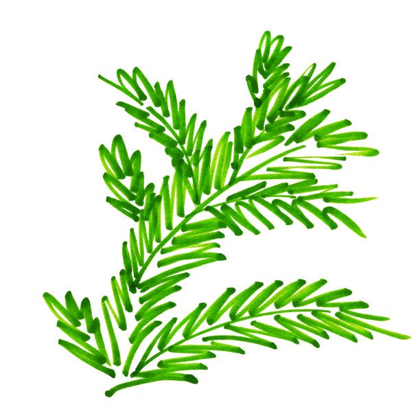 圣诞树标记线节日新年圣诞云杉绿图片下载