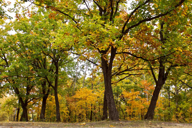 秋天的森林。有亮绿色、黄色和红色叶子的树图片下载
