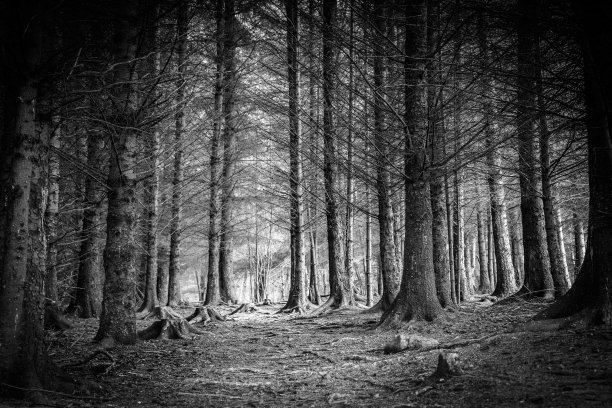 黑与白森林苏格兰高地图片下载