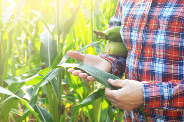 农民在田间检查玉米秆的叶子图片下载