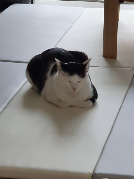 睡觉的猫图片下载