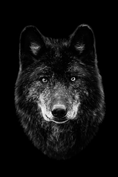 黑色背景的黑狼图片下载