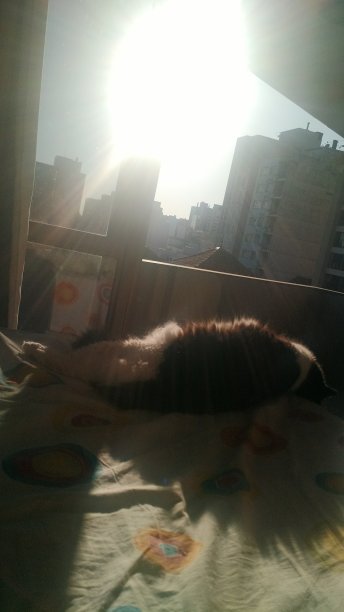 我可爱的猫图片下载