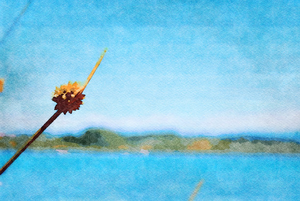 水彩插图的Knobby俱乐部在河口灯心草图片下载