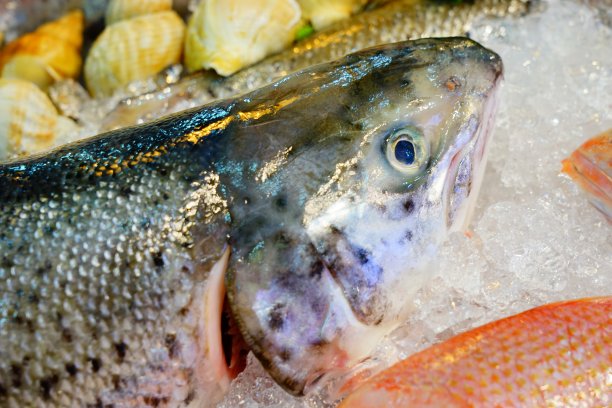 大马哈鱼鱼图片下载