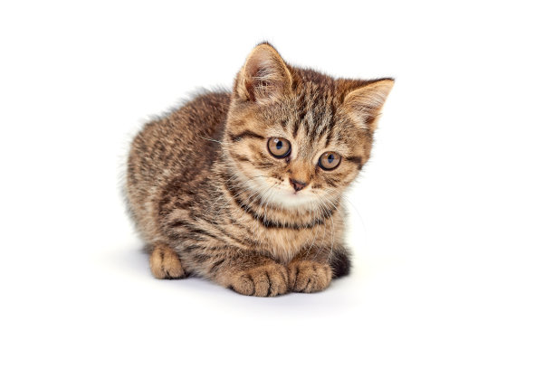 白色背景上可爱的小猫图片下载