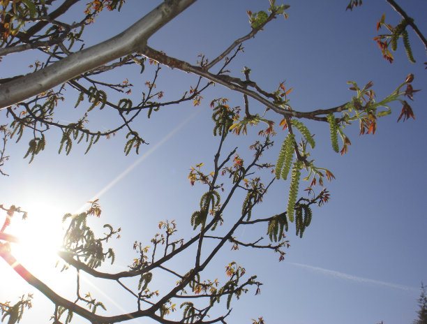 朱格兰的雷吉亚图片下载