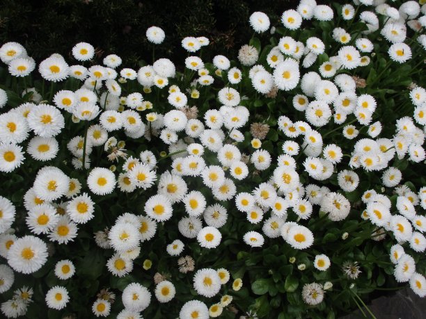 2019年甜美春天雏菊花坛图片下载