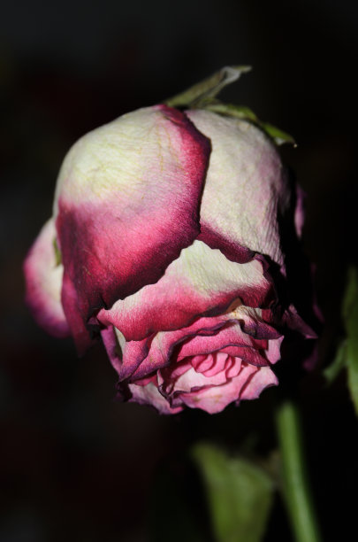 在黑暗的背景上，模糊的枯萎的玫瑰。图片下载