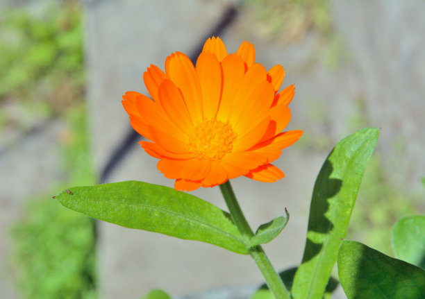 金盏花(Calendula officinalis图片下载