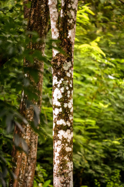 热带森林中的树木图片下载